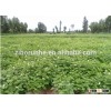 Best quality delicious Chinese Potato