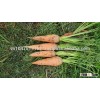 Fresh carrot good quality