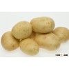 Fresh potato crop