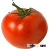 Egyptian Tomato
