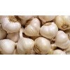 fresh garlic for sale