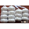 Chinese white garlic