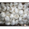 Shandong pure white garlic