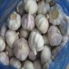 Fresh Pure White Garlic