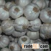 PREMIUM FRESH GARLIC! SPECIAL PRICE!