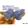 GIMEX VIET NAM PURPLE GINGER