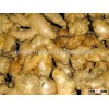 Ginger, Fresh Ginger, Ginger Viet Nam 2016