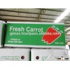 FRESH CARROT NEW HARVESTING