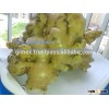 Ginger viet nam 2015, best price
