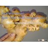 VIET NAM FRESH GINGER NEW HAVEST 2016