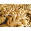 viet nam Fresh Ginger best price
