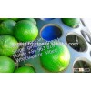 fresh lemon high quality seedless Gimex 2015