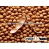 soyabeans seeds