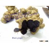 GIMEX VIET NAM BLACK GINGER