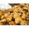 Fresh Ginger from VIETNAM