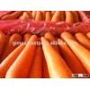Fresh Carrot in Vietnam 2015-2016