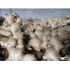 2016viet nam high quality GINGER