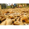 old Ginger IN Viet nam