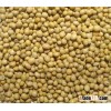 Soybean Seeds
