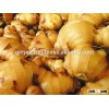 Ginger viet nam, best price 2016
