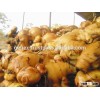 fresh ginger best price