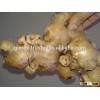 VIETNAM GINGER