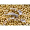 Soybean