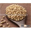 Soybean