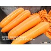 CHINA FRESH CARROTS