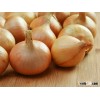 RED ,WHITE AND YELLOW ONIONS FOR SALE