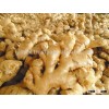 best quality fresh ginger 2016