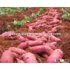 VIET NAM FRESH SWEET POTATO
