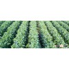 Soybean, green beans, black beans with cheapest price from Vietnam