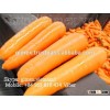 gimex viet nam fresh Carrots