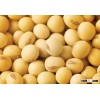 good Quality Organic Soybean Seed for Sale