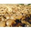 Best Price, OLD ginger, fresh ginger