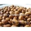 Dried Soya Bean