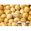NON GMO Soybean