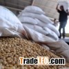 Organic Soybean