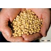 SOYBEANS / NON-GMO SOYBEANS
