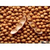 Soy beans