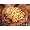 Soybean/Soya Bean, Soybean Seeds, Soya Bean Seeds( New Crop)
