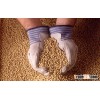 Bulk Dried Soybean