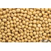GRADE A SOYBEANS FOR SALE
