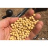 Soybean Soa Ban Non Gmo Dried Soybeans Natural Dried Soybeans