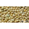 High Protein Soybean. best prices and fast delivery