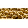Good Quality Soybeans ready stock