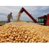 YELLOW CORN / SOYA BEAN / CHIA SEED PEA NUTS / SEASNM SEED