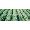 Cheap price Soybean from Vietnam