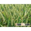 Indian Wheat